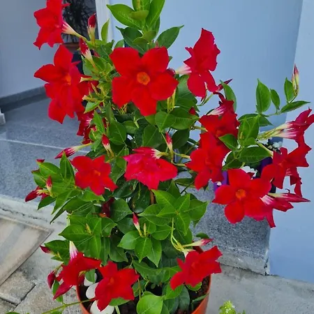 Nefelis Casa de hóspedes