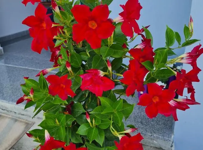 Nefelis Penzion